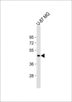 Invitrogen VAT1L Polyclonal Antibody 400 &mu;L; Unconjugated:Antibodies