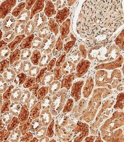 Invitrogen PCDH9 Polyclonal Antibody 400 &mu;L; Unconjugated:Antibodies,