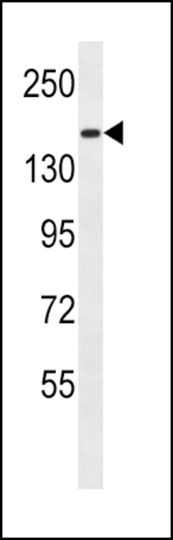 Invitrogen PCDH9 Polyclonal Antibody 400 &mu;L; Unconjugated:Antibodies,