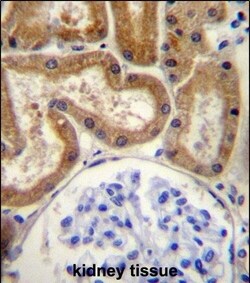 Invitrogen FGD2 Polyclonal Antibody 400 &mu;L; Unconjugated:Antibodies,