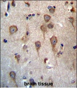Invitrogen GPHB5 Polyclonal Antibody 400 &mu;L; Unconjugated:Antibodies,