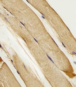 Invitrogen SLC16A10 Polyclonal Antibody 400 &mu;L; Unconjugated:Antibodies,