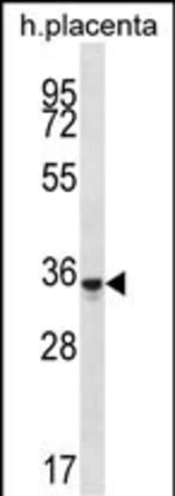 Invitrogen OR6K6 Polyclonal Antibody 400 &mu;L; Unconjugated:Antibodies,