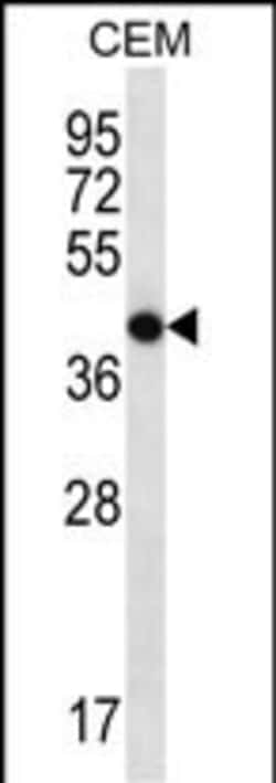 Invitrogen OR7G2 Polyclonal Antibody 400 &mu;L; Unconjugated:Antibodies,