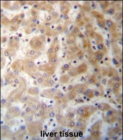 Invitrogen DHFRL1 Polyclonal Antibody 400 &mu;L; Unconjugated:Antibodies,