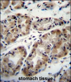 Invitrogen TAF8 Polyclonal Antibody 400 &mu;L; Unconjugated:Antibodies,