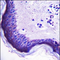 Invitrogen ERV3 Polyclonal Antibody 400 &mu;L; Unconjugated:Antibodies,