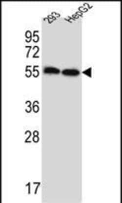 Invitrogen ERV3 Polyclonal Antibody 400 &mu;L; Unconjugated:Antibodies,