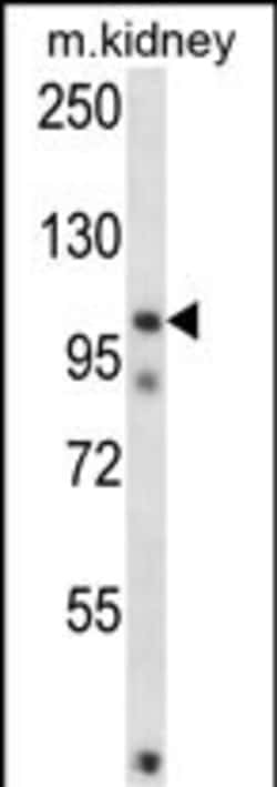 Invitrogen FSTL5 Polyclonal Antibody 400 &mu;L; Unconjugated:Antibodies,