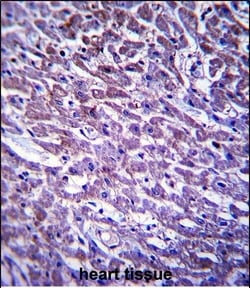 Invitrogen XIRP1 Polyclonal Antibody 400 &mu;L; Unconjugated:Antibodies,