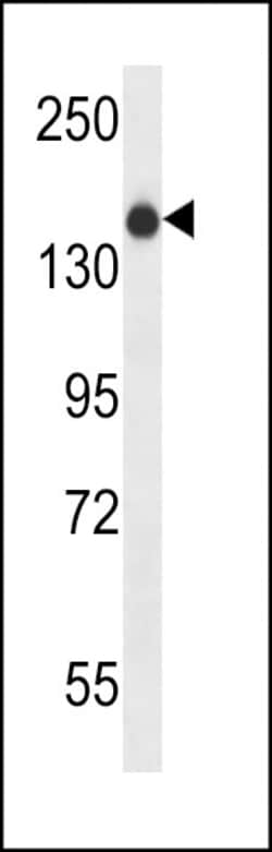 Invitrogen XIRP1 Polyclonal Antibody 400 &mu;L; Unconjugated:Antibodies,