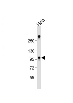 Invitrogen ZCCHC14 Polyclonal Antibody 400 &mu;L; Unconjugated:Antibodies,