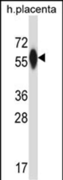Invitrogen P4HA3 Polyclonal Antibody 400 &mu;L; Unconjugated:Antibodies,
