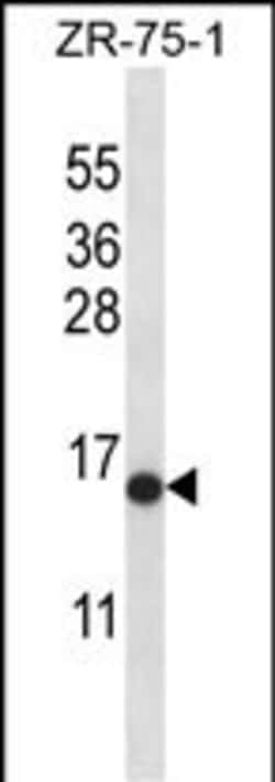 Invitrogen HIST2H2AB Polyclonal Antibody 400 &mu;L; Unconjugated:Antibodies,