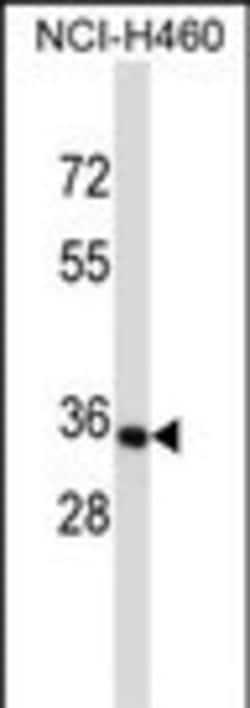Invitrogen OR14C36 Polyclonal Antibody 400 &mu;L; Unconjugated:Antibodies,