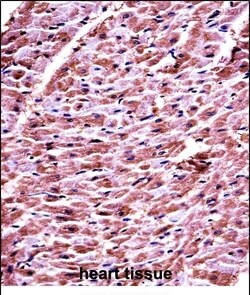 Invitrogen DHRS7C Polyclonal Antibody 400 &mu;L; Unconjugated:Antibodies,