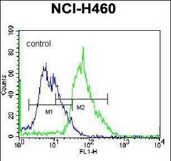 Invitrogen MGAT5 Polyclonal Antibody 400 &mu;L; Unconjugated:Antibodies,