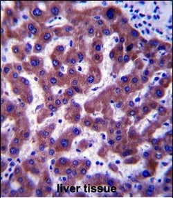 Invitrogen SC4MOL Polyclonal Antibody 400 &mu;L; Unconjugated:Antibodies,