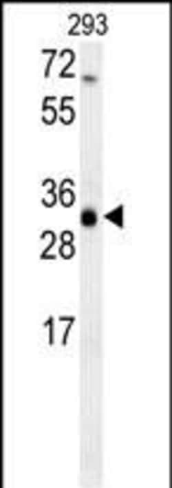 Invitrogen SC4MOL Polyclonal Antibody 400 &mu;L; Unconjugated:Antibodies,