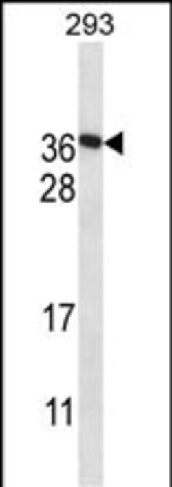 Invitrogen FAM122A Polyclonal Antibody 400 &mu;L; Unconjugated:Antibodies,