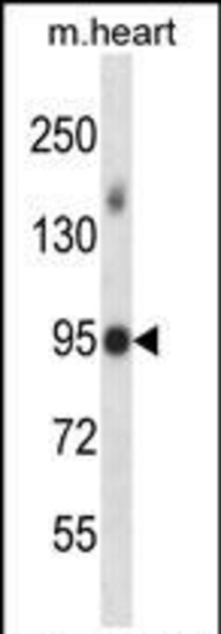 Invitrogen MLK4 Polyclonal Antibody 400 &mu;L; Unconjugated:Antibodies,