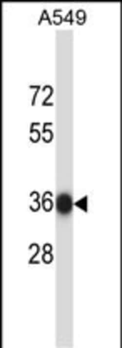 Invitrogen NAPB Polyclonal Antibody 400 &mu;L; Unconjugated:Antibodies,