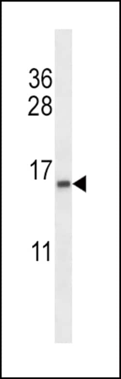 Invitrogen TCEB2 Polyclonal Antibody 400 &mu;L; Unconjugated:Antibodies,