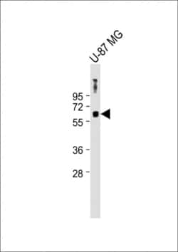 Invitrogen MSL1 Polyclonal Antibody 400 &mu;L; Unconjugated:Antibodies,