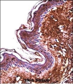 Invitrogen PPT2 Polyclonal Antibody 400 &mu;L; Unconjugated:Antibodies,