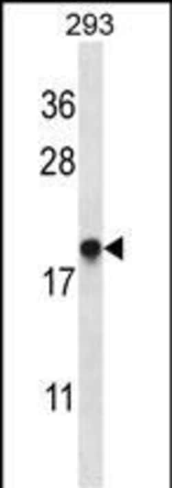 Invitrogen EMC4 Polyclonal Antibody 400 &mu;L; Unconjugated:Antibodies,
