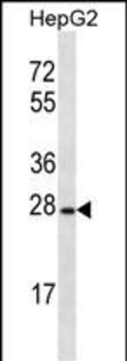Invitrogen OR8B12 Polyclonal Antibody 400 &mu;L; Unconjugated:Antibodies,