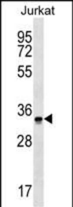 Invitrogen OR2G6 Polyclonal Antibody 400 &mu;L; Unconjugated:Antibodies,