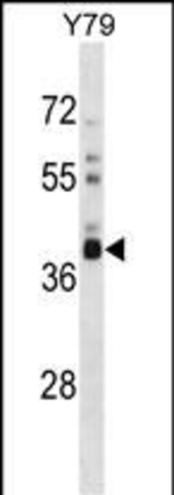 Invitrogen OR52L1 Polyclonal Antibody 400 &mu;L; Unconjugated:Antibodies,