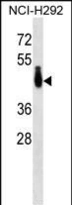Invitrogen PABPC4L Polyclonal Antibody 400 &mu;L; Unconjugated:Antibodies,
