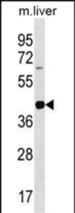 Invitrogen Lims2 Polyclonal Antibody 400 &mu;L; Unconjugated:Antibodies,