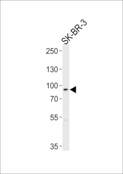 Invitrogen MTIF2 Polyclonal Antibody 400 &mu;L; Unconjugated:Antibodies,
