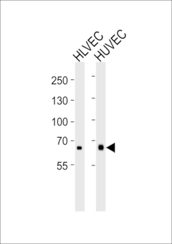 Invitrogen MMRN1 Polyclonal Antibody 400 &mu;L; Unconjugated:Antibodies,