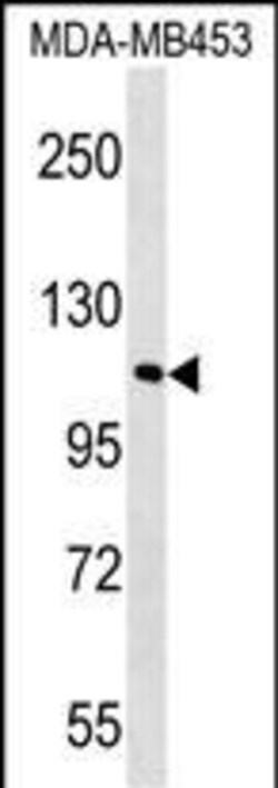 Invitrogen FAM65B Polyclonal Antibody 400 &mu;L; Unconjugated:Antibodies,