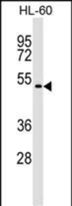GSG1 Polyclonal Antibody:Antibodies, Polyclonal