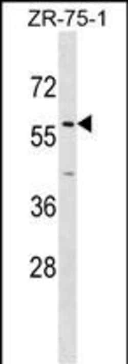 Invitrogen ZNF10 Polyclonal Antibody 400 &mu;L; Unconjugated:Antibodies,