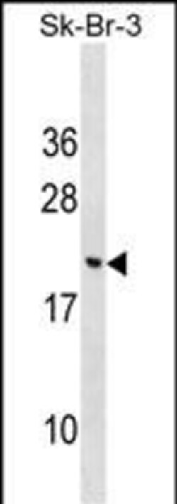 Invitrogen CNIH3 Polyclonal Antibody 400 &mu;L; Unconjugated:Antibodies,