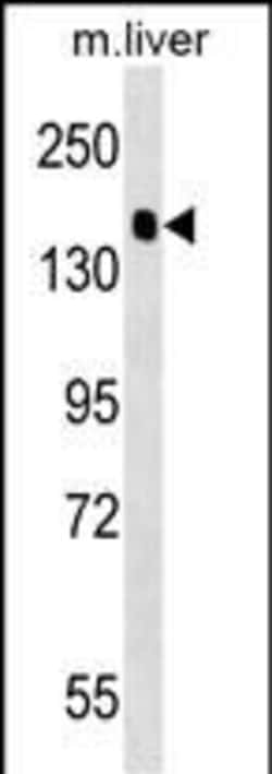 Invitrogen PPFIA2 Polyclonal Antibody 400 &mu;L; Unconjugated:Antibodies,