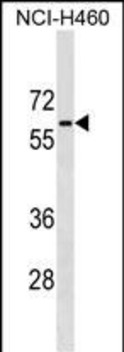 Invitrogen PGM5 Polyclonal Antibody 400 &mu;L; Unconjugated:Antibodies,