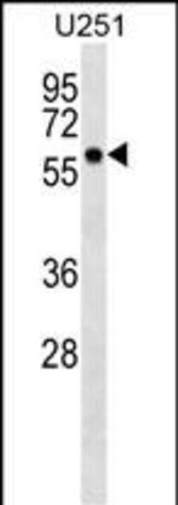 Invitrogen BTN3A3 Polyclonal Antibody 400 &mu;L; Unconjugated:Antibodies,