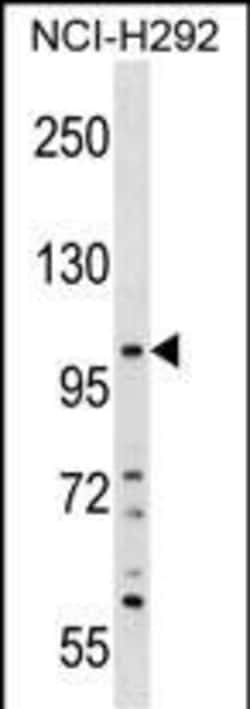 Invitrogen PLEKHA6 Polyclonal Antibody 400 &mu;L; Unconjugated:Antibodies,