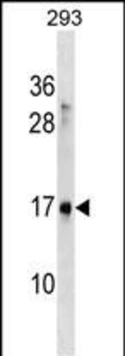 Invitrogen SYS1 Polyclonal Antibody 400 μL; Unconjugated:Antibodies,