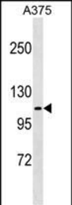 Invitrogen FARP1 Polyclonal Antibody 400 &mu;L; Unconjugated:Antibodies,