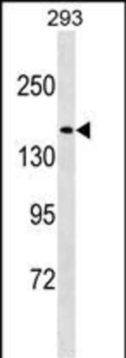 Invitrogen NUP188 Polyclonal Antibody 400 &mu;L; Unconjugated:Antibodies,