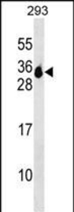 Invitrogen MS4A6A Polyclonal Antibody 400 &mu;L; Unconjugated:Antibodies,
