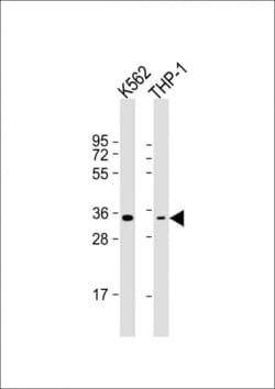 Invitrogen OR1F1 Polyclonal Antibody 400 &mu;L; Unconjugated:Antibodies,